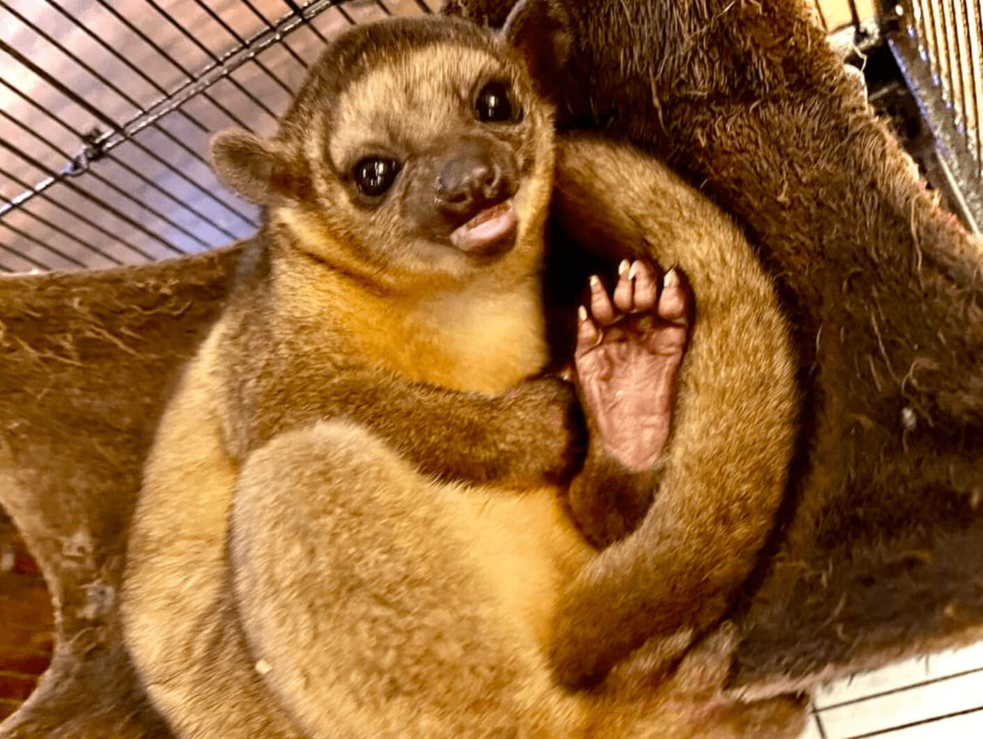 Kinkajou Corner