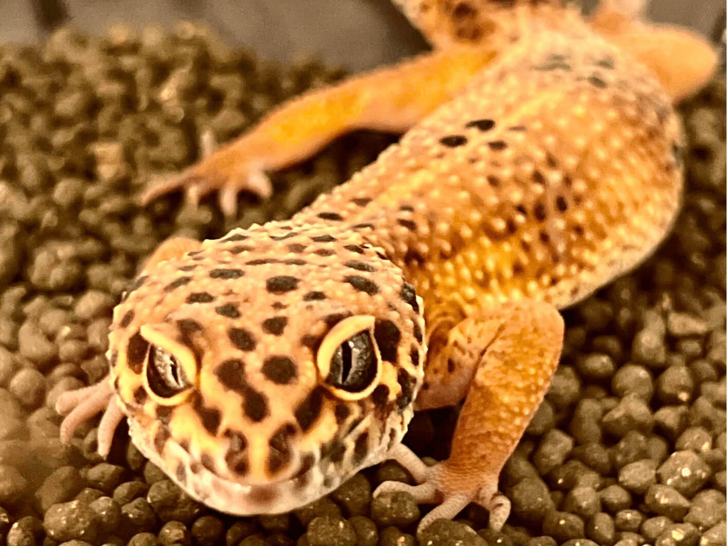 Leopard gecko corner