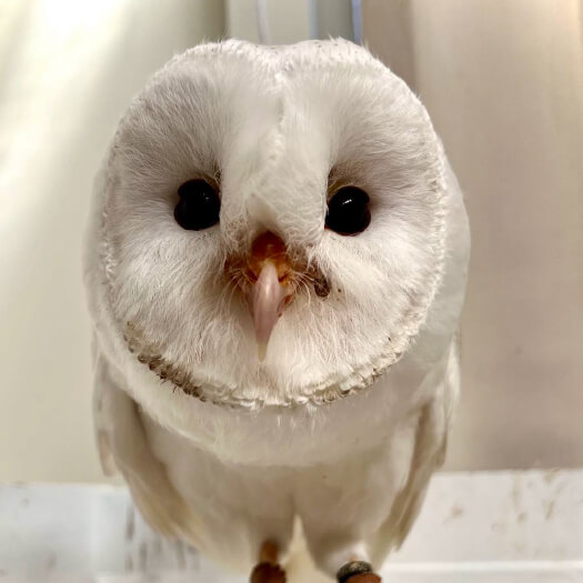 フクロウとミミズクの違いを徹底解剖！見た目から生態、カフェでの 